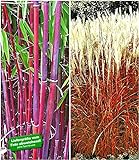 BALDUR Garten Gräser-Kollektion winterhart, 2 Pflanzen besteht aus 1 Pflanze rote Bambus Chinese Wonder Fargesia jiuzhaigou No.1 und 1 Pflanze Ziergras Indian Summer Chinaschilf
