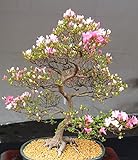 10 Japanische blühende Kirschblüten-Bonsai Samen, exotische und seltene Sakura Bonsai Samen