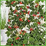 Erdbeere Hänge- & Klettererdbeere®' - Fragaria x ananassa - immertragend, ertragreich, leuchtendrot, mittelgroß, aromatisch-süße Frü