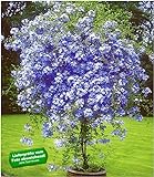 BALDUR Garten Stämmchen Plumbago,1 Pflanze Bleiwurz Plumbago auriculata Kübelpflanze für Balkon und Terrasse