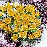 50x Eranthis cilicica | 50er Set Winterlinge Zwiebeln | Gelbe Blüte | Blumenzwiebeln Frühblüher | Ø 4-5cm