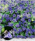 BALDUR Garten Zierstrauch Bartblume 'Blauer Spatz®', 1 Pflanze Caryopteris clandonensis