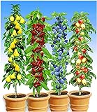 BALDUR Garten Säulen-Obst-Kollektion Birne, Kirsche, Pflaume & Apfel, 4 Pflanzen als Säule Birnbaum, Kirschbaum, Pflaumenbaum, Apfelbaum