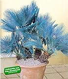 BALDUR Garten Winterharte Blaue Zwerg-Palmen, 1 Pflanze, Chamaerops humilis Cerifera Fächerpalme