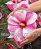 100 Riesen-Hibiskus-Blumensamen Hardy, mischen Farbe, DIY Hausgarten vergossen oder Hof Blume Pflanze,