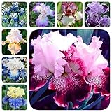 8 Pcs schwertlilien zwiebeln - iris pflanzen - gartenblumen, winterfeste pflanzen für balkon (Iris tectorum) herbstpflanzen winterhart, gärtner geschenke seltene pflanzen, garten geschenk