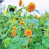 sonnenblumen samen bio, deko blumen, bonsai samen sonnenblumensamen geschenk - blumenwiese samen, steingartenpflanzen winterhart saatgut blumenbeet, exotische pflanzen winterhart 40p