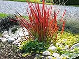 3 x Imperata cylindrica ‚Red Baron‘ 1 Liter (Ziergras/Gräser) JapanischesBlutgrass