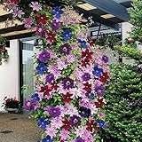 Gardeners Dream Clematis Regenbogen Winterharte Pflanzen - 4 x Farben Gemischte Dauerblüher Kletterpflanzen im Topf - Mehrjährige Stauden - Ideale Garten Pflanzen, Balkon Pflanzen & Kübelp