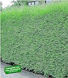 BALDUR Garten Leyland-Zypressen-Hecke winterhart, 10 Pflanzen immergrün Cupressocyparis leylandii