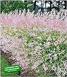 BALDUR-Garten Salix-Hecke Hakuro Nishiki,1 Pflanze Weide, Heckenpflanzen, winterhart