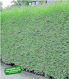 BALDUR Garten Immergrün Leyland-Zypressen-Hecke, 1 Pflanze grüne Baumzypresse, Riesenzypresse, Cupressocyparis leylandii